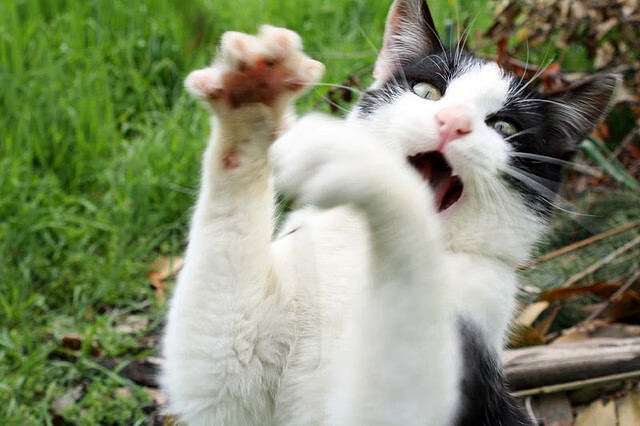 蒙特卡洛大师赛碾压澳网，西西帕斯惊艳四座，红土之王的崛起