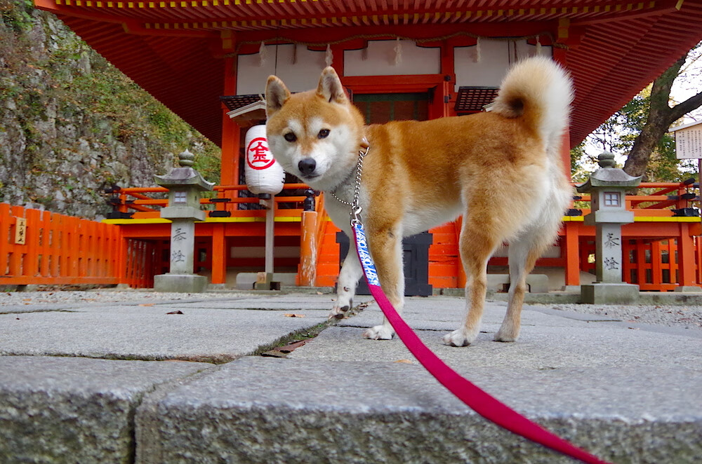 秋日的交响,北欧风暴撕裂东瀛樱花,辛杜烈火点燃不眠赛场