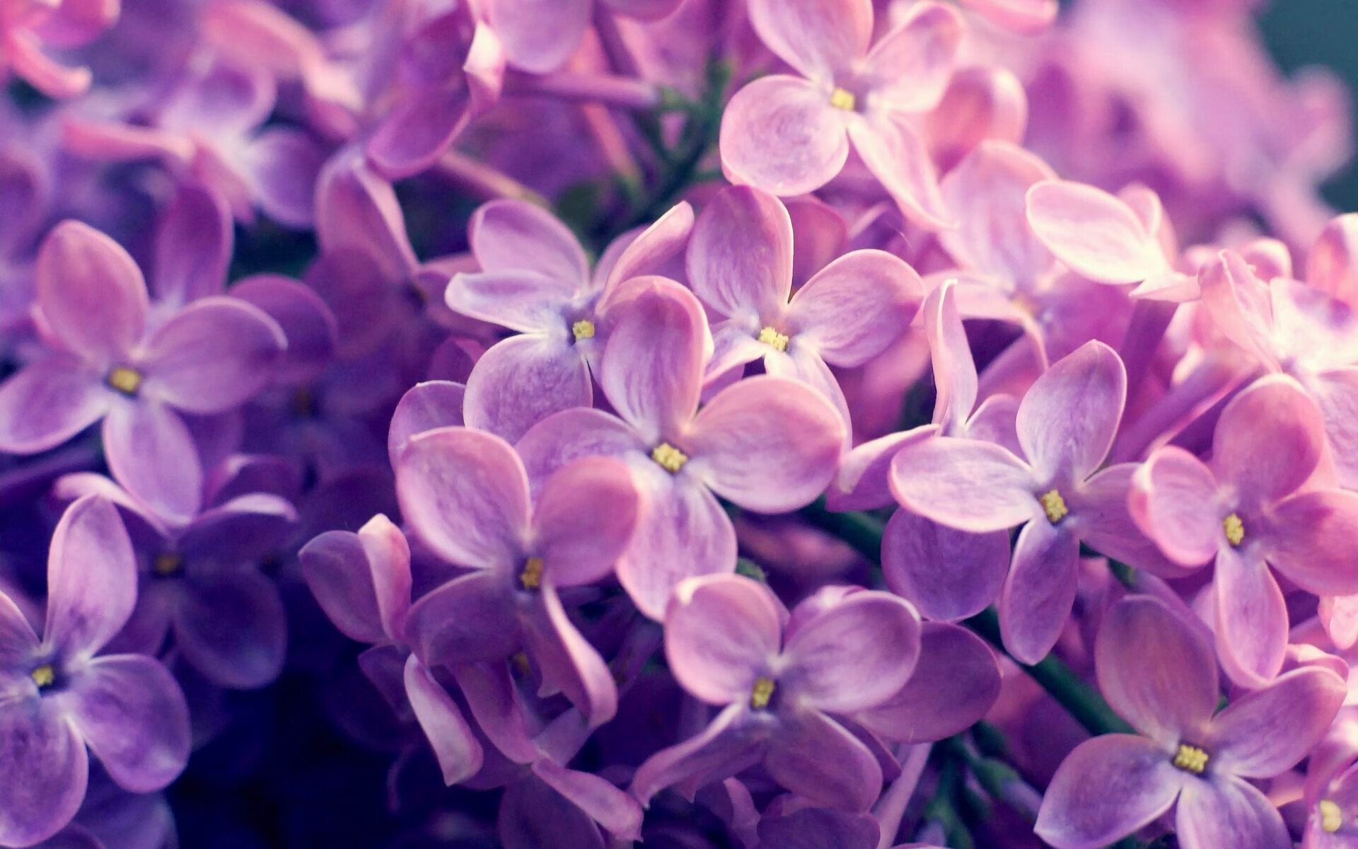 佩雷兹一停制胜，雷诺车队的孤胆英雄如何撕碎法拉利的红色盾牌