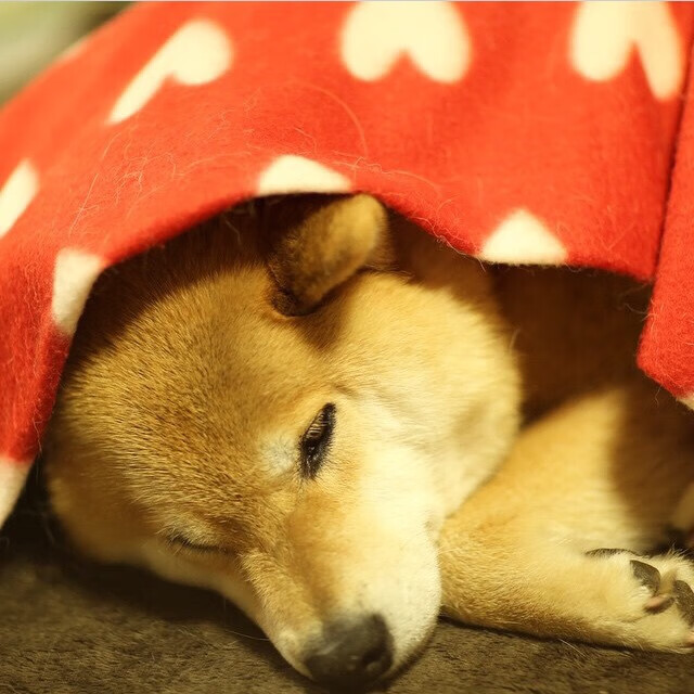 逆转与火焰，当精密计算遭遇不灭激情