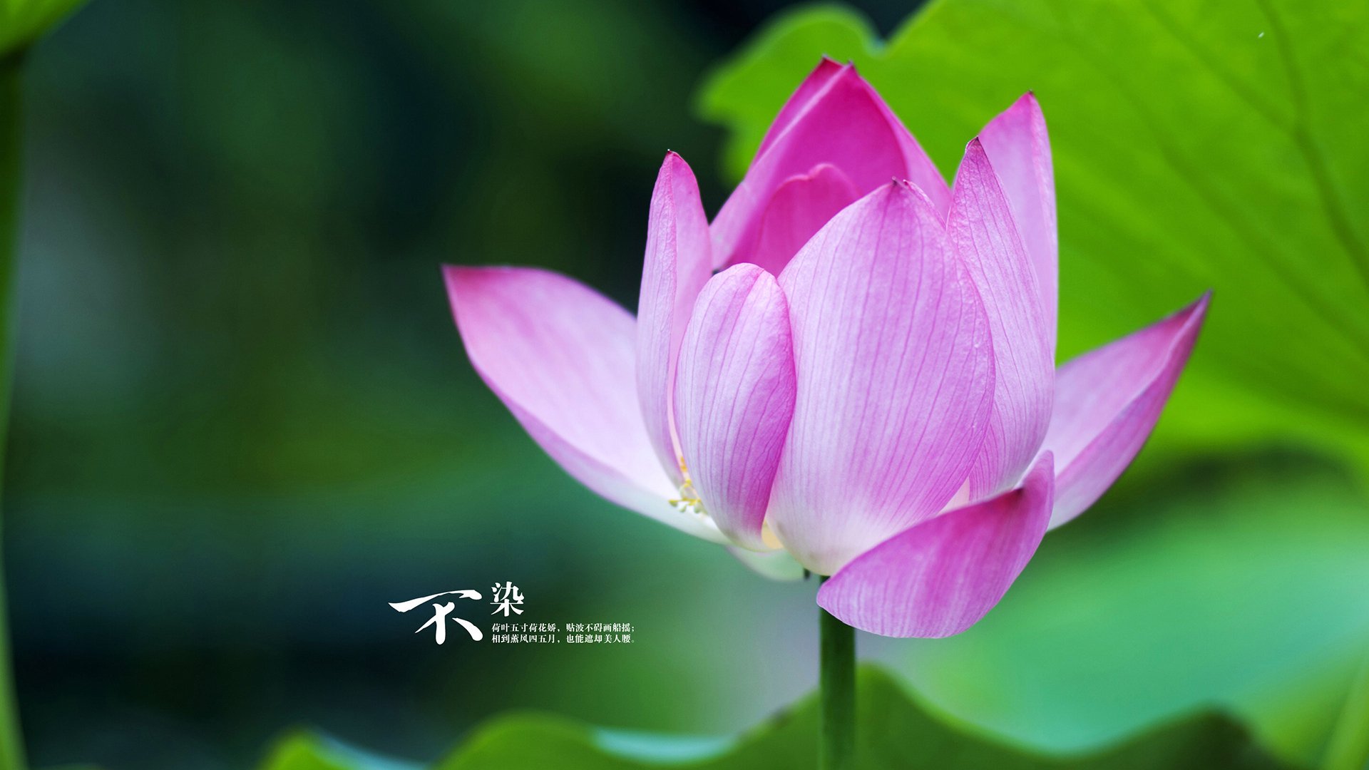 戈麦斯力挽狂澜!巴拉圭4-0横扫塞内加尔