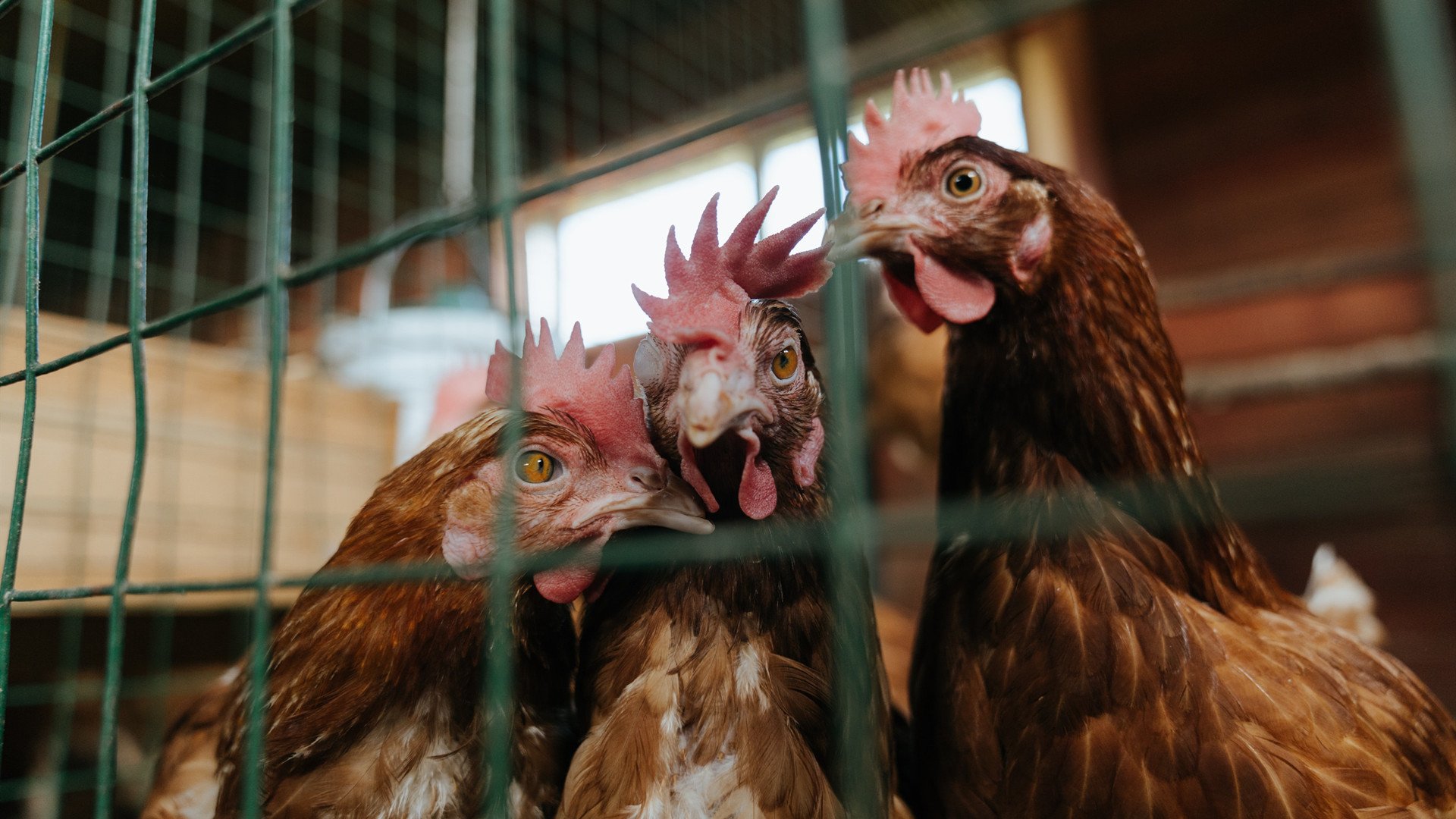 巴拉圭鏢战挪威，法比尼奥的中场教科书，一场定义现代后腰的战役