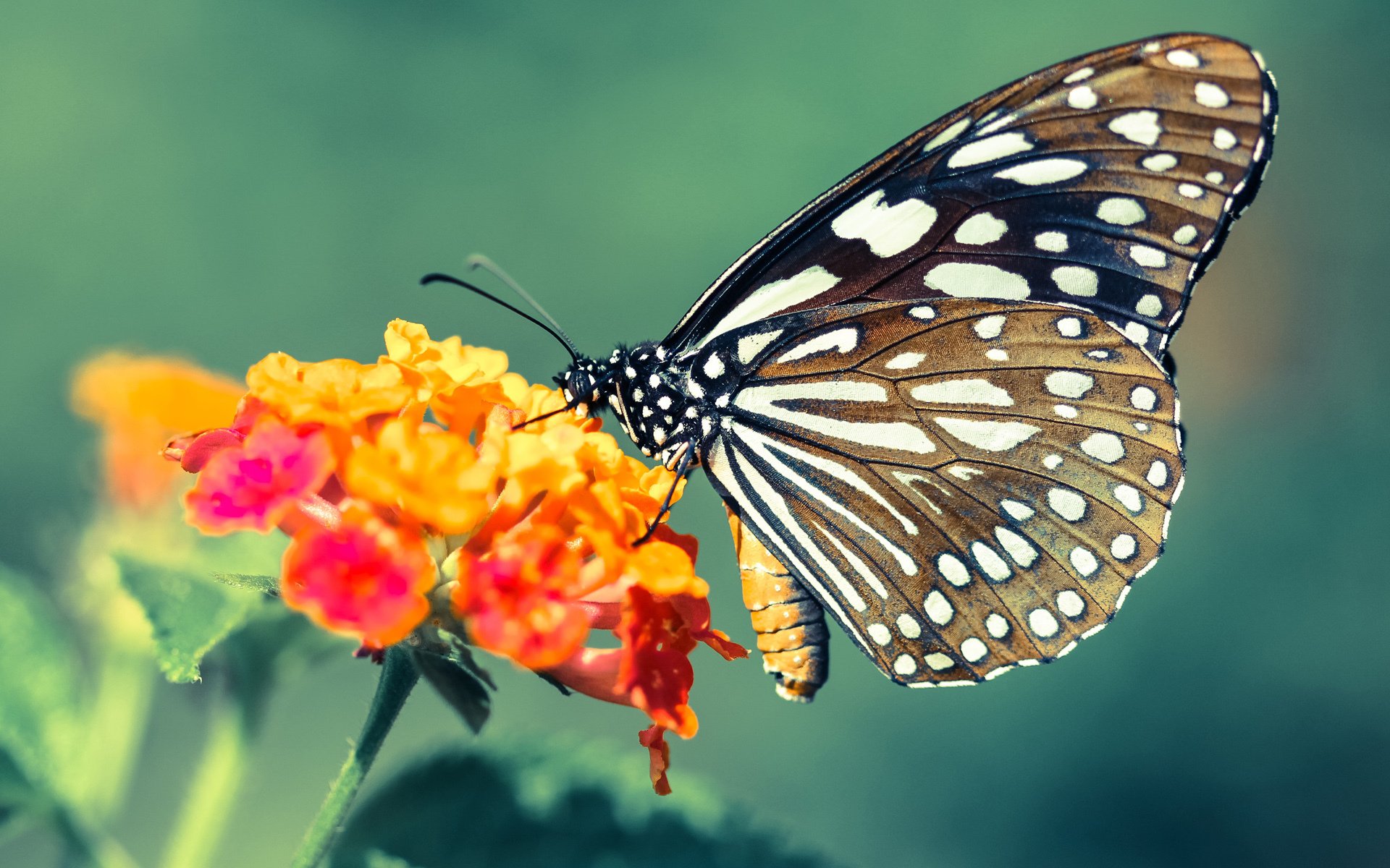 太阳耀斑席卷盐湖城,保罗精准制导,17-0攻击波锁定胜局