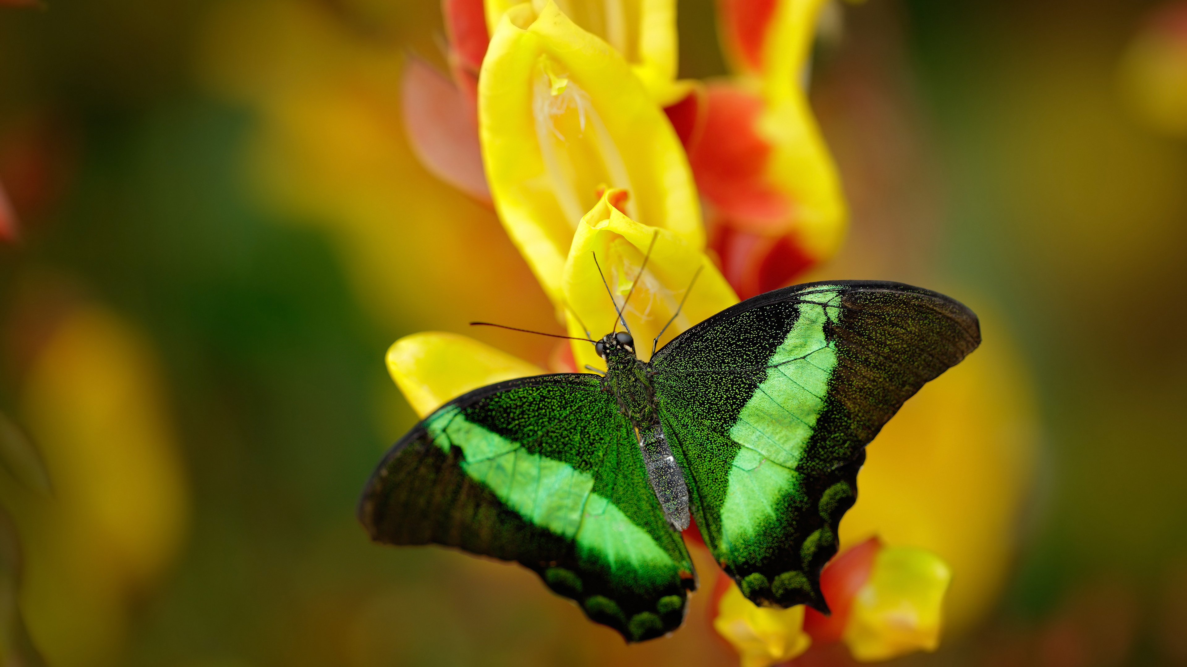 绿茵闪电与球场齿轮，当迪马利亚成为NBA季后赛的攻防转换灵魂