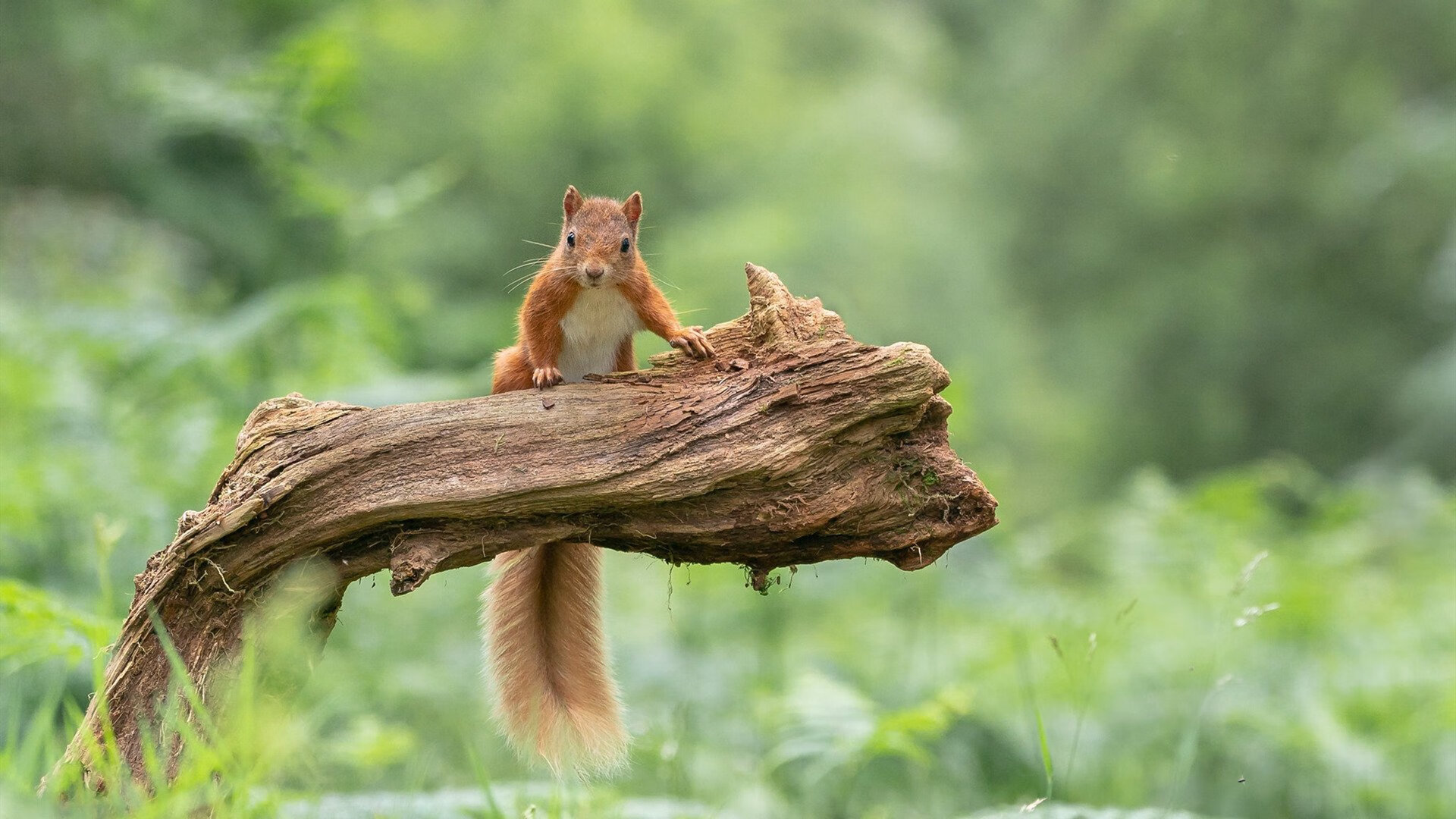 资本世界杯,当北美三国终结阿布时代的切尔西