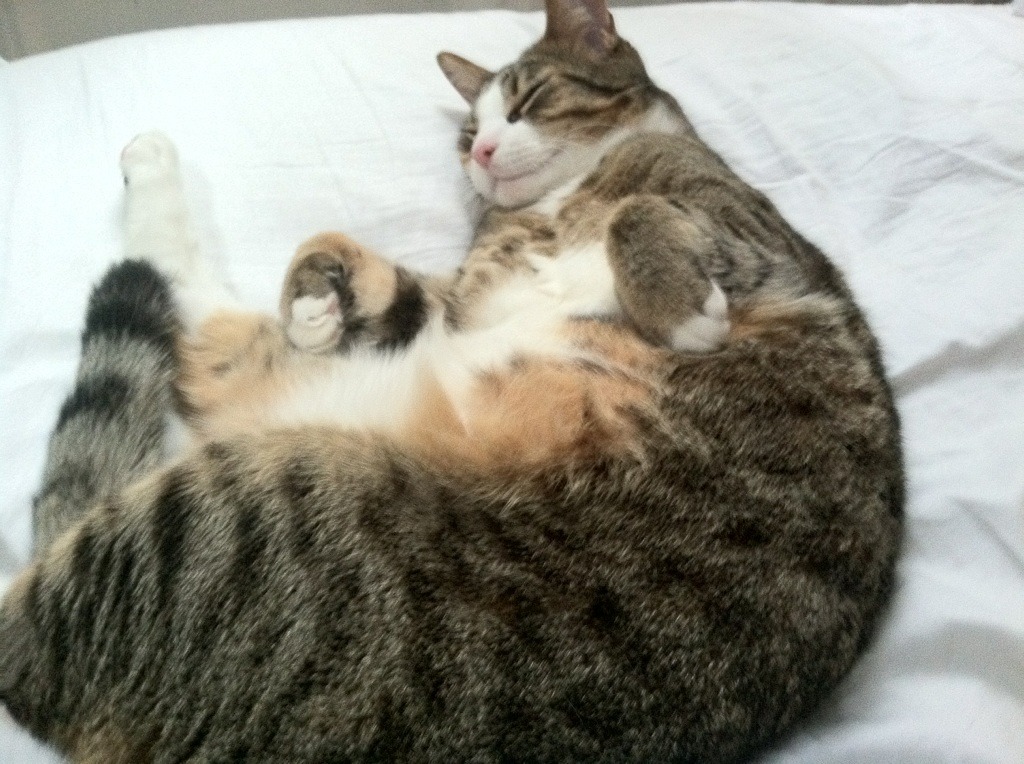 当德里克·罗斯故地重游遇上达米安·利拉德封神夜