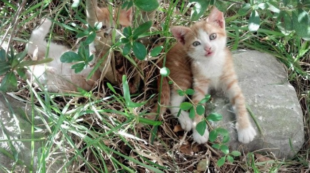 绝境重生，霍勒迪37分爆发，独行侠抢七强势淘汰步行者