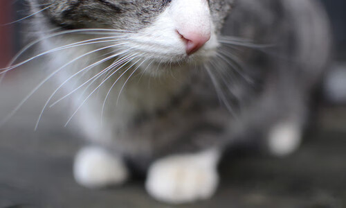 福克斯跨洋来电!公牛对阵山西队,存在感拉满的全面表演