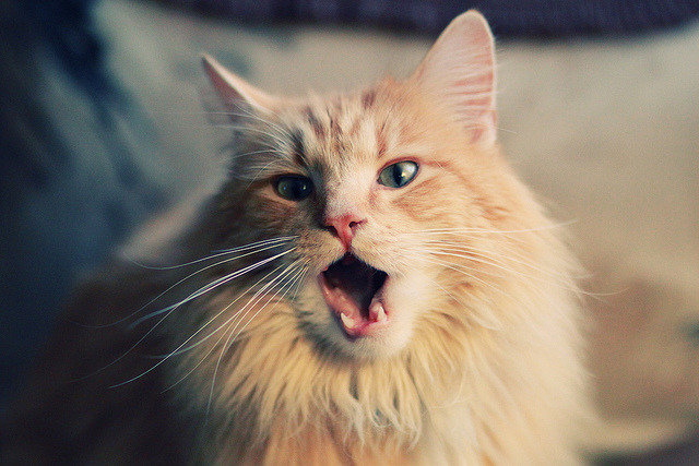 平行宇宙的鹰啸玫瑰，德罗赞在西决生死战化身幽灵军团统帅