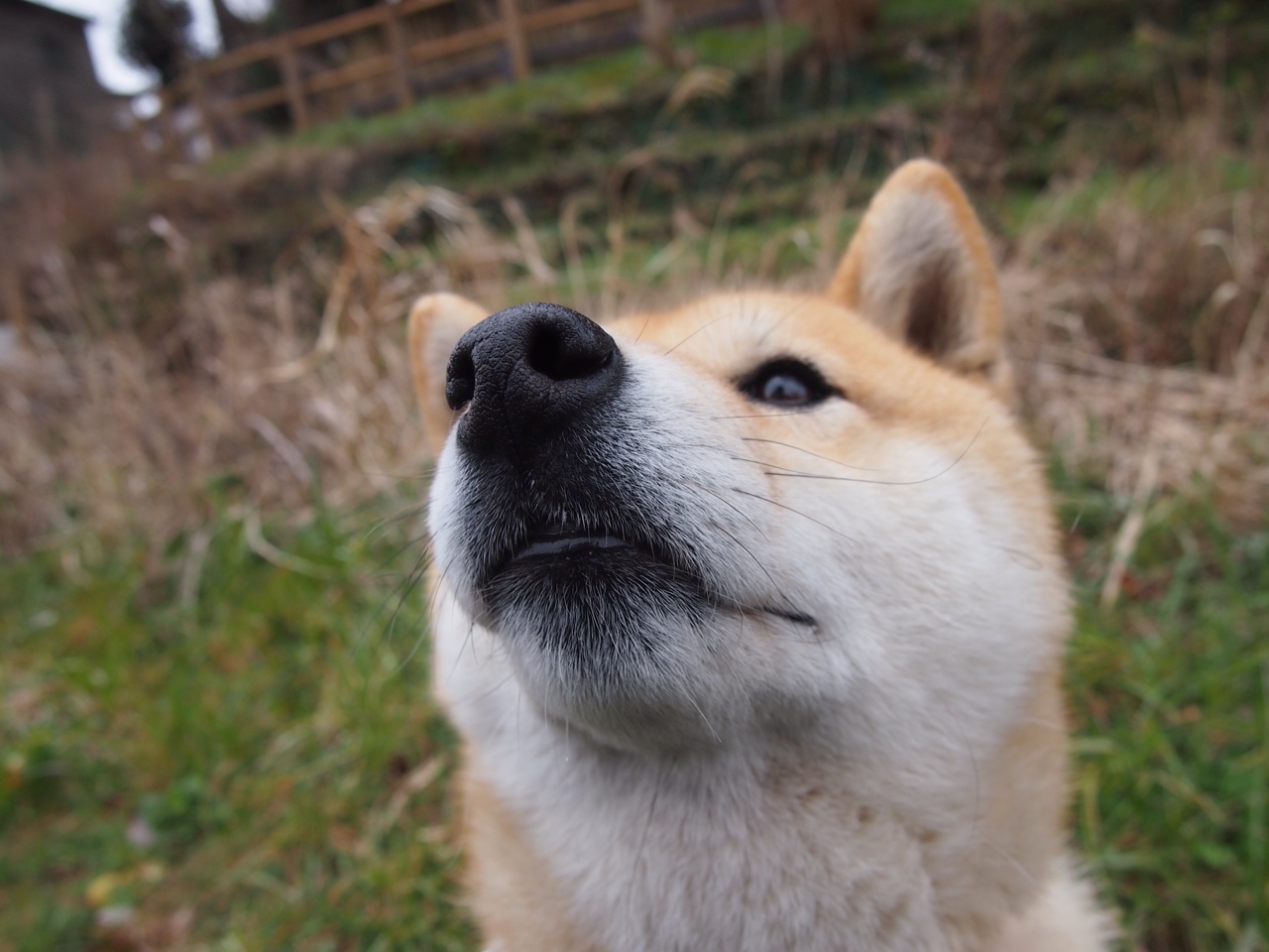 双线叙事,从中国足球的阿根廷情结到英超的巴西尖刀