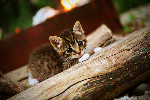 红魔铁链与守护神之光,当曼联防守锁死喀麦隆遇上库尔图瓦关键节点连续得分