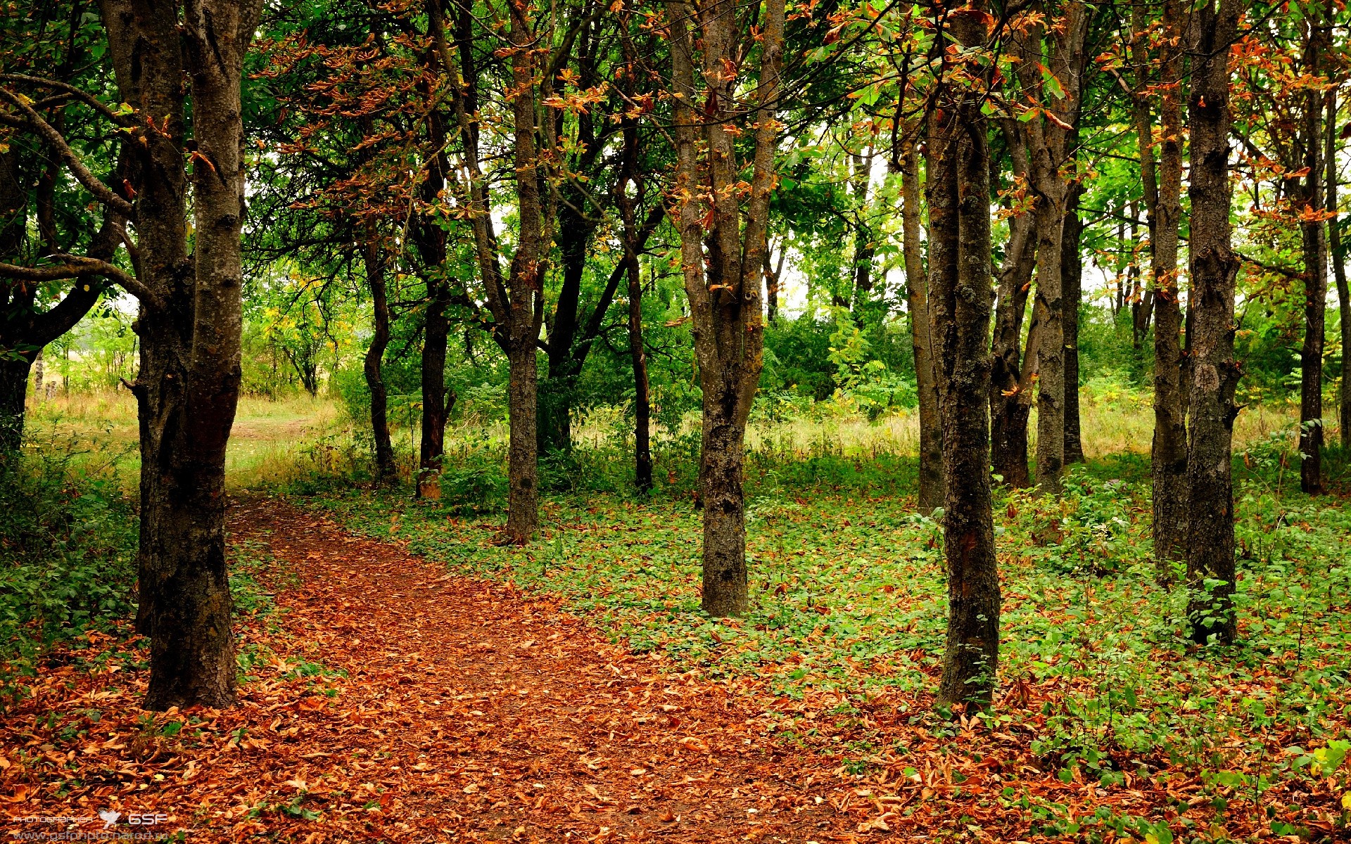 惊蛰之日,魔术师库里完成致命斩落,一记三分,一个时代