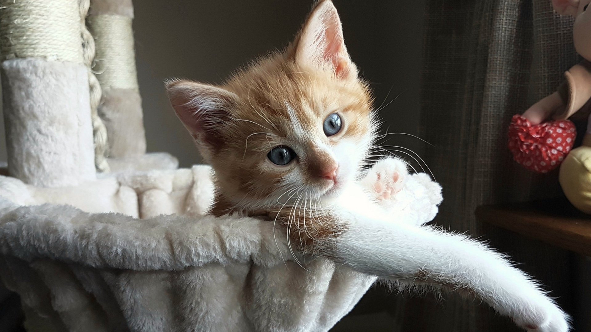 红龙擒雄狮！范戴克点射制胜，威尔士险胜毕尔巴鄂竞技