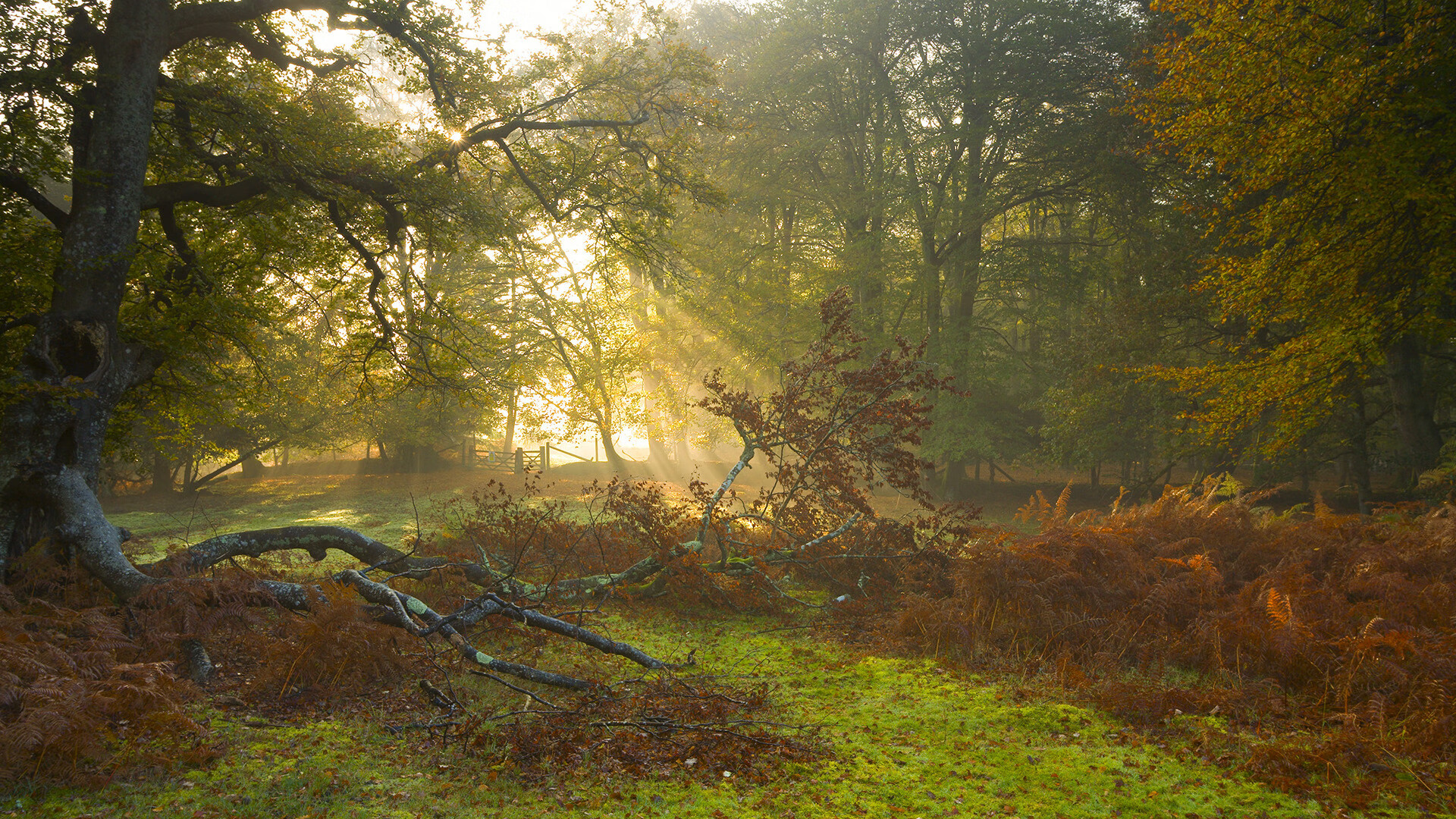寒夜锋刃,拉亚一扑定乾坤,年度焦点战铸就永恒瞬间