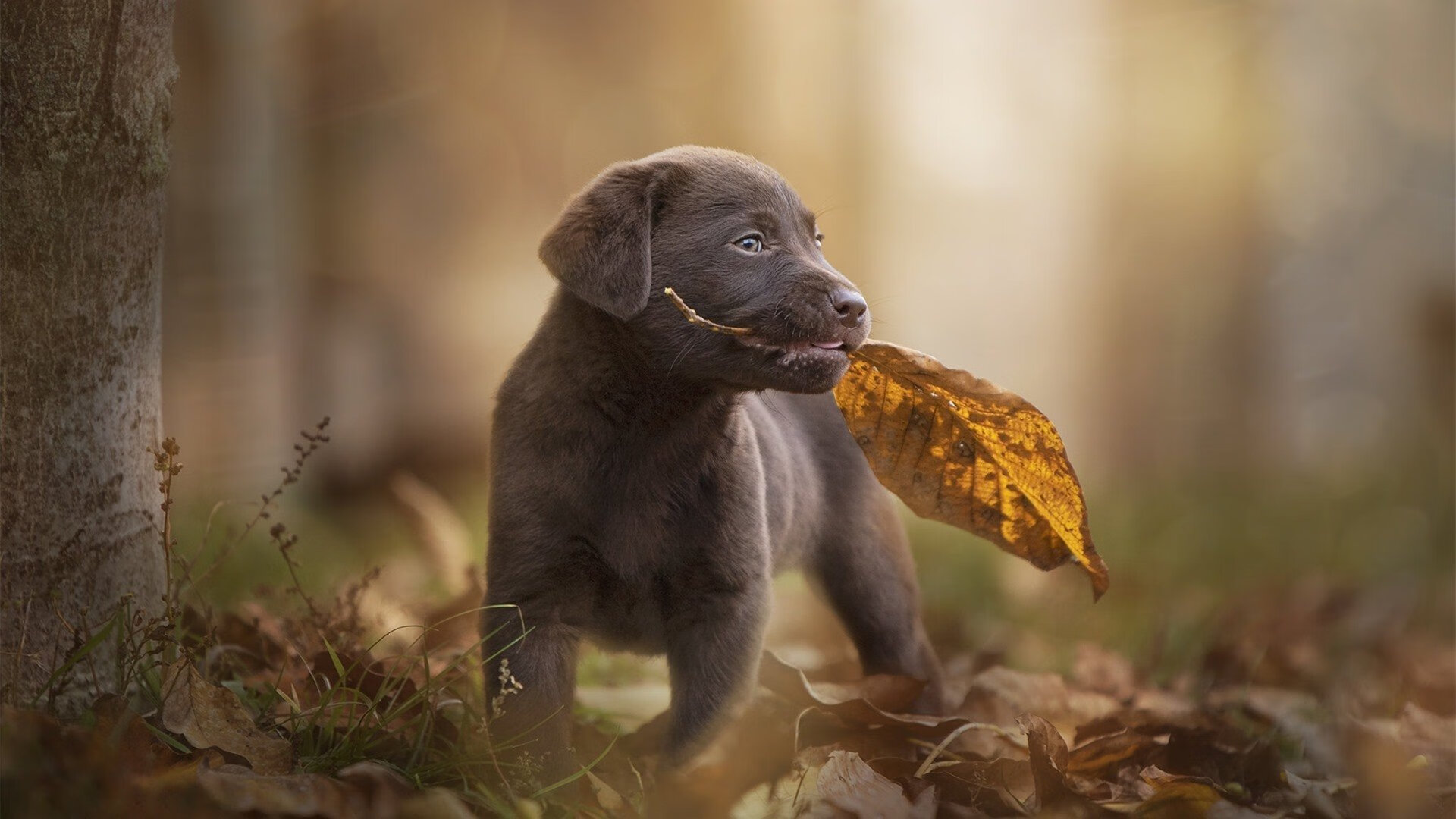终场前8秒!弃子霍勒迪化身棋眼,一步刺穿森林狼的天罗地网