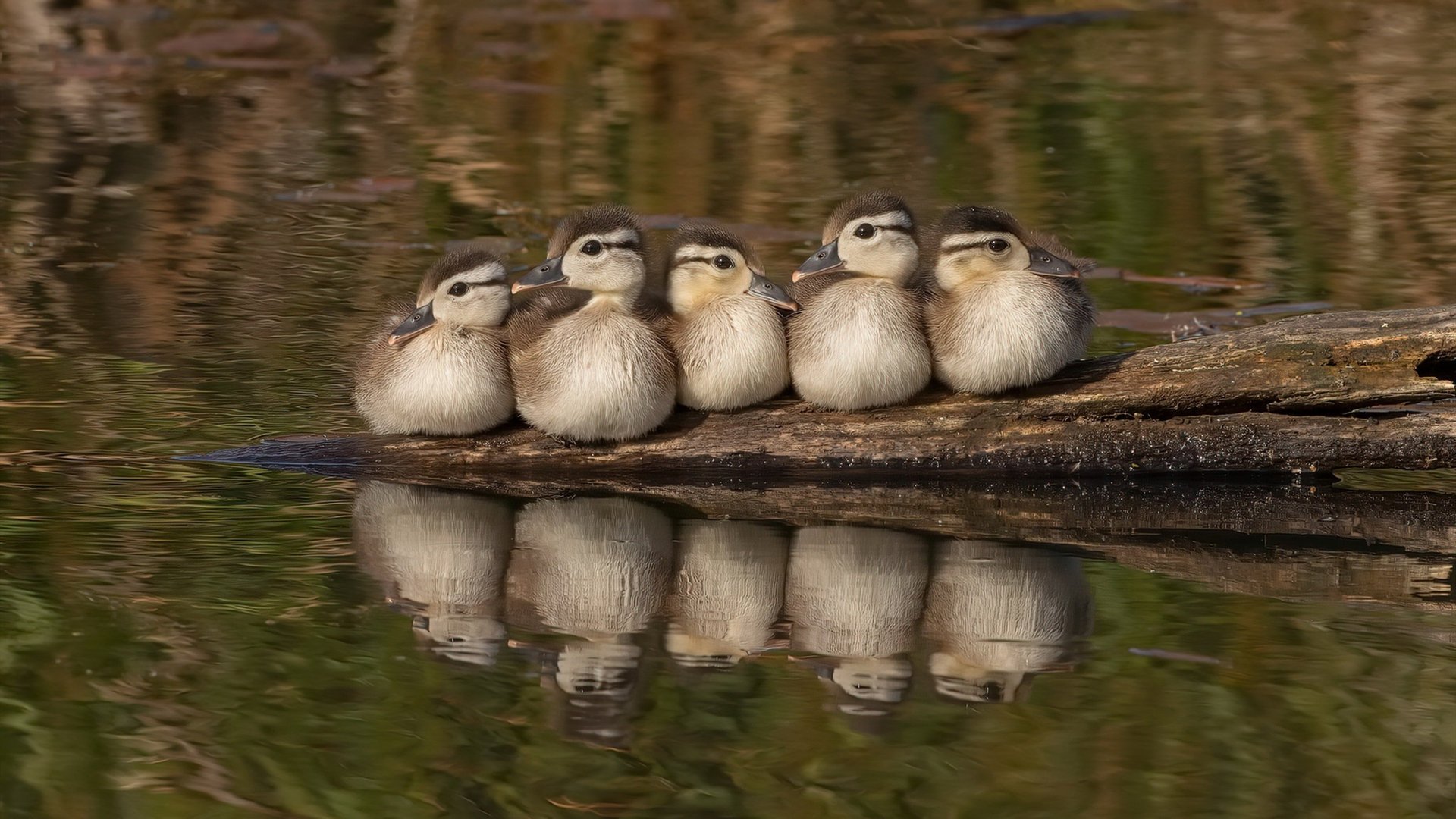 宿命的对决，当一个人的舞蹈踩碎了一整支军团