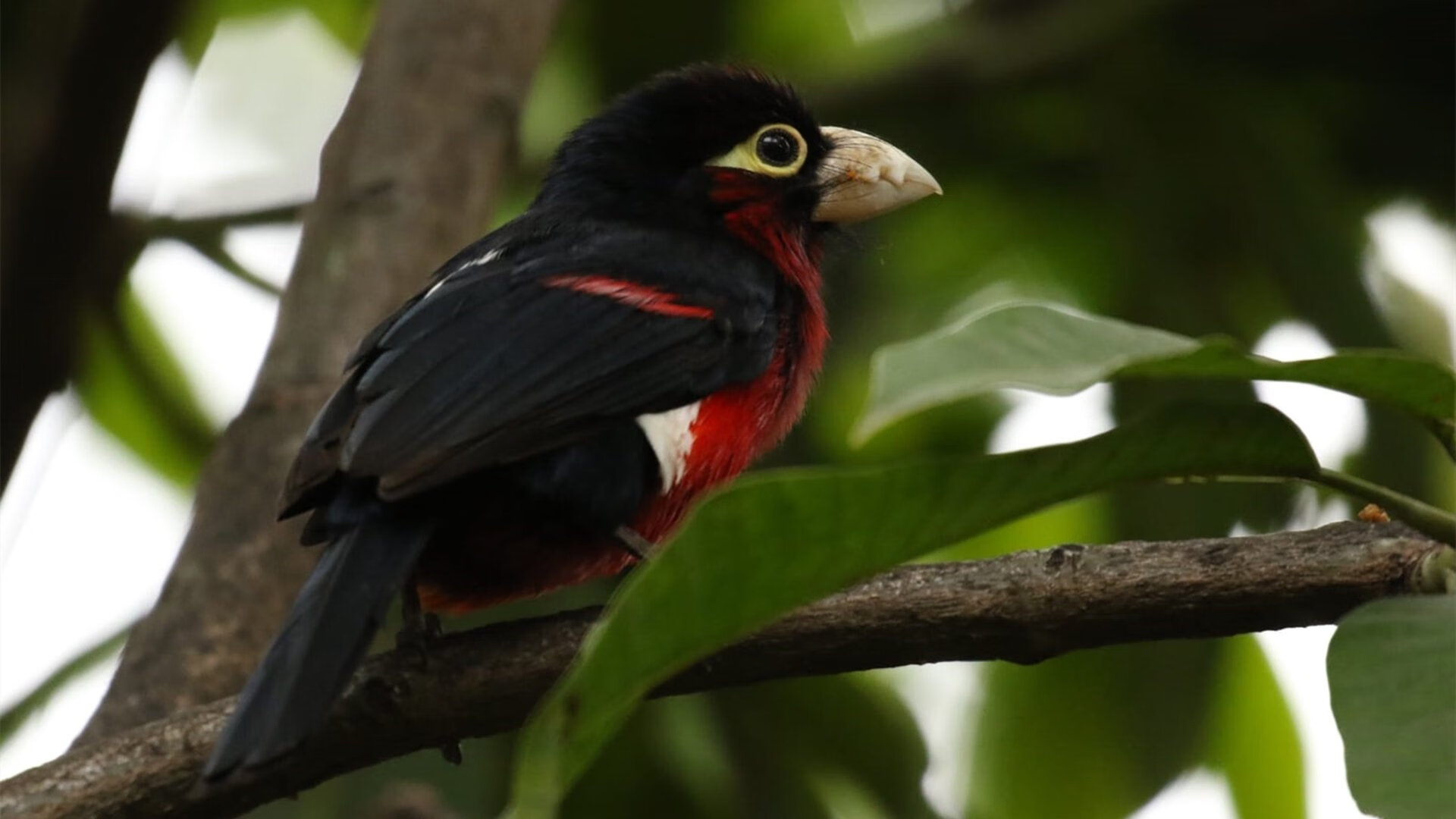 跨界战术启示录，从西甲国家德比焦点战，解码新疆队如何以足球智慧压制独行侠