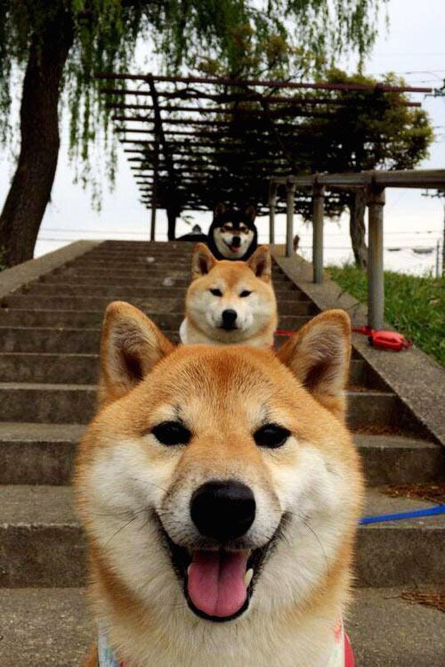 9.9分的门神,与F1方向盘的唯一差距