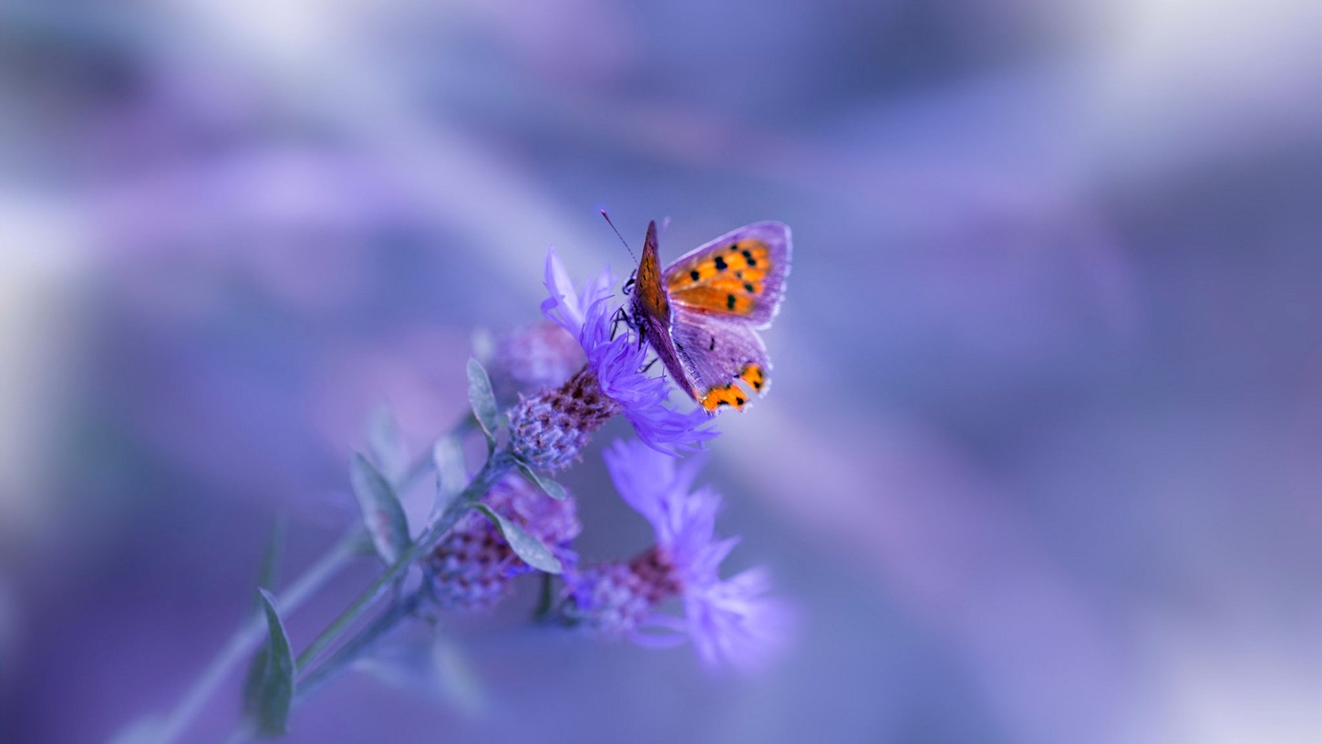 当篮球神迹投影绿茵场,文班亚马的全场高能如何诠释德甲争冠夜