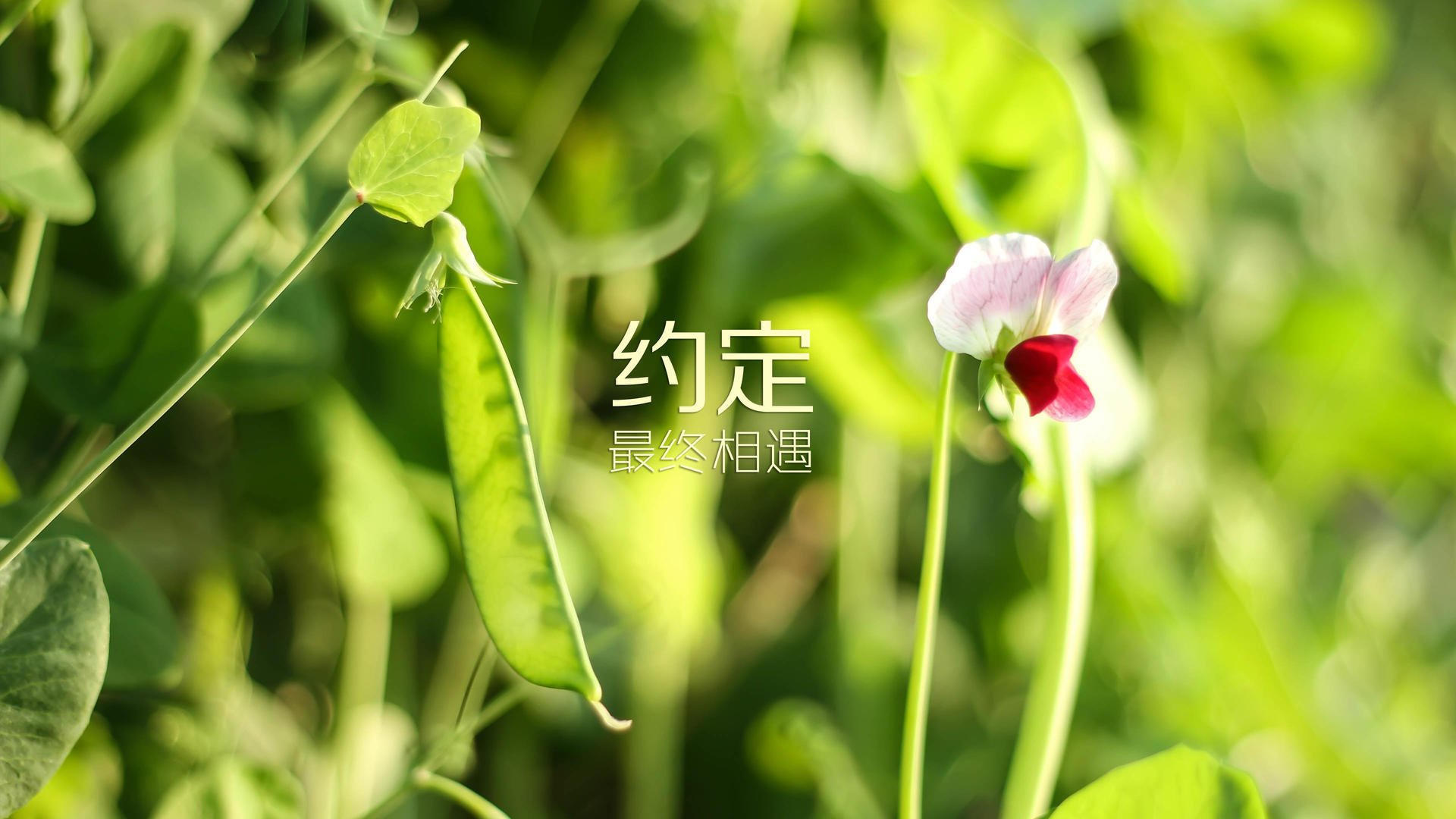 加纳风暴席卷2026世界杯E组，德布劳内化身橙色指挥官，一场标志性大胜宣告新王诞生