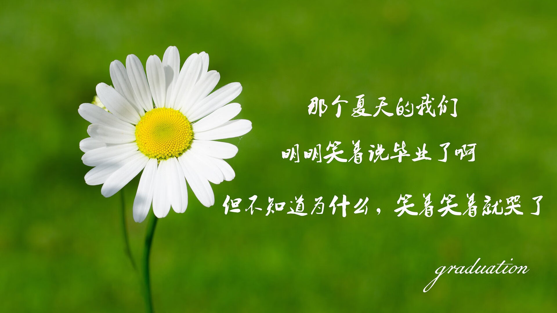 郁金香的复仇，2026世界杯D组生死战，荷兰风暴席卷罗马尼亚，B费独舞点亮北美夜空