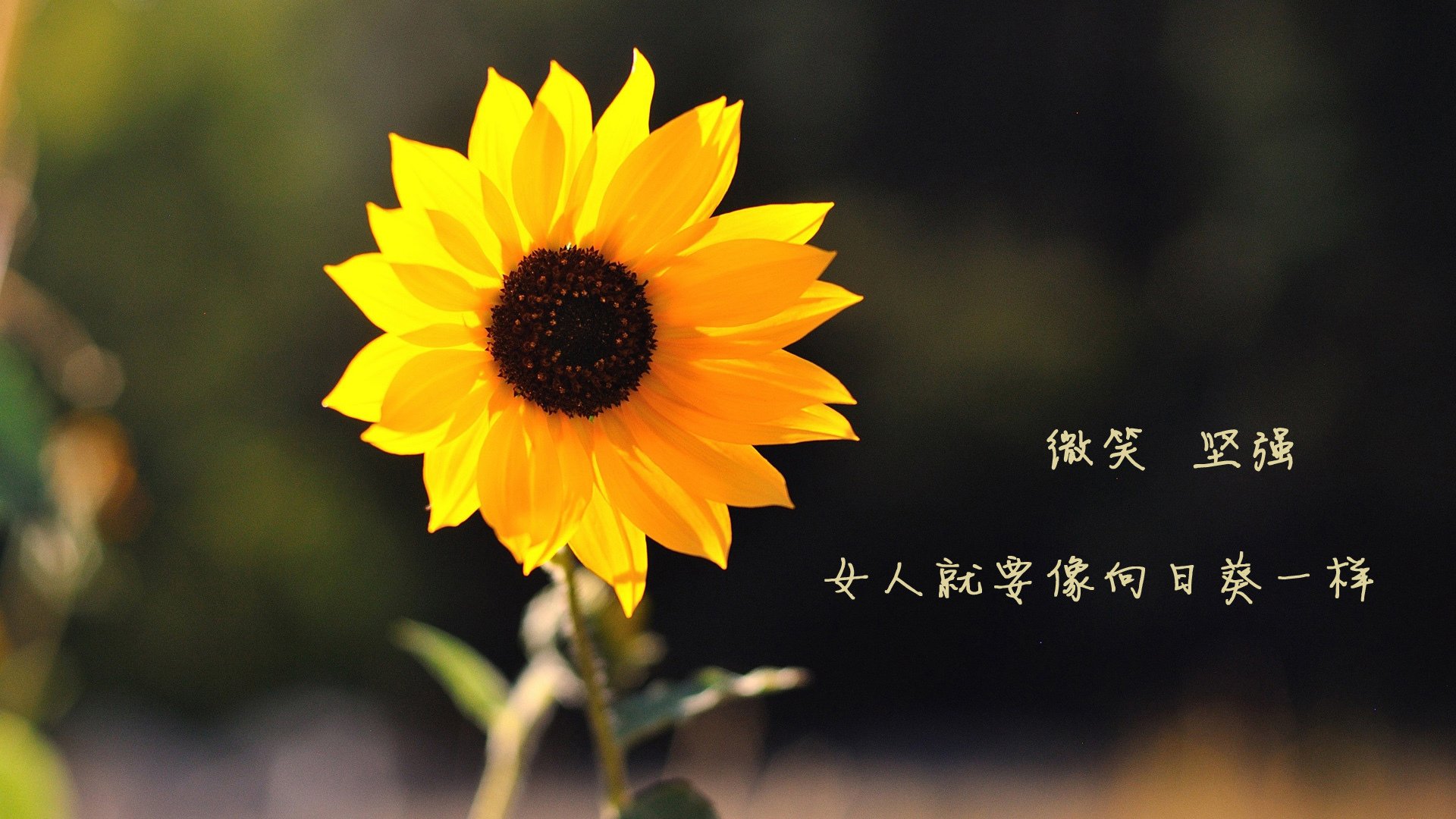 当传奇的指针划过加纳的夜空—2026世界杯E组战记，莱万多夫斯基的唯一定义
